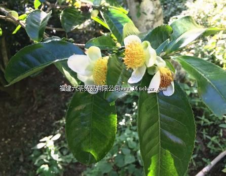 一杯普洱茶,胜过百家药! 一杯普洱茶,胜过百家药!