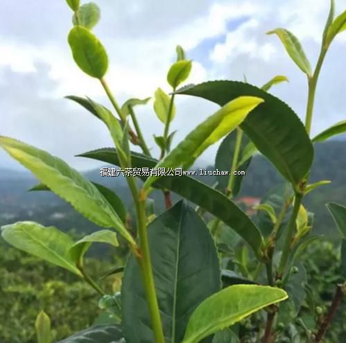 乌龙茶的品种包括哪些? 乌龙茶的品种包括哪些?
