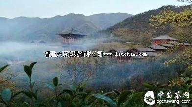 【寻茶记】养在深闺的“茶中第一” 【寻茶记】养在深闺的“茶中第一”