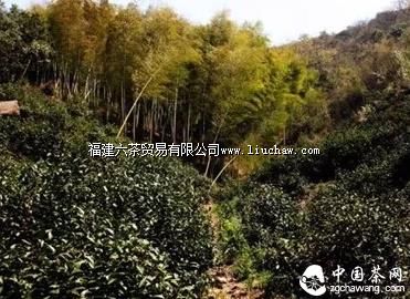 【寻茶记】养在深闺的“茶中第一” 【寻茶记】养在深闺的“茶中第一”