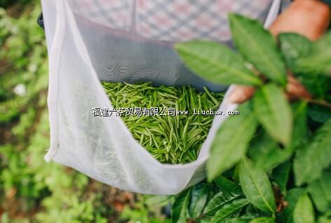 一杯好祁红的标准