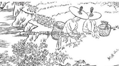 简笔画 | 岩茶传统制作技艺