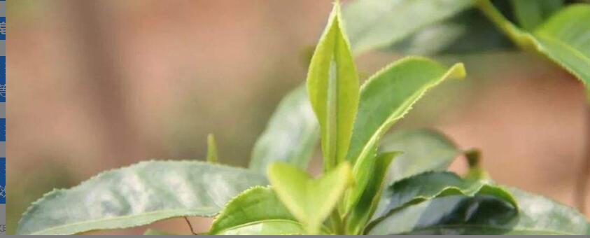 茶皂素作用与功效 茶皂素作用与功效