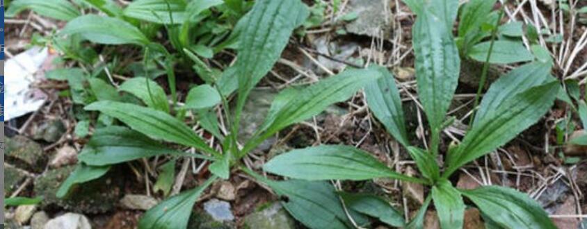 ��ǰ�ݺ�Ҷ��Ĺ�Ч������