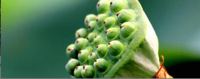 �������ӵĹ�Ч������