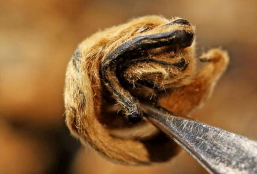 �����ݲ�Ĺ�Ч������