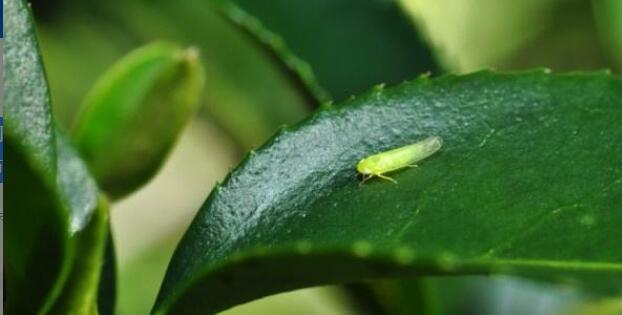 �������˲�Ĺ�Ч��������ʲô