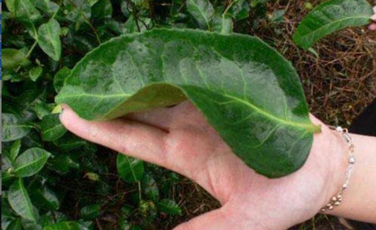 佛手茶的功效与禁忌 佛手茶的功效与禁忌