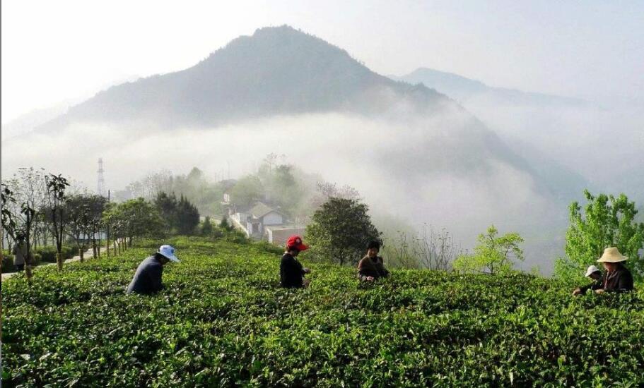 富硒茶的功效与作用 富硒茶的功效与作用