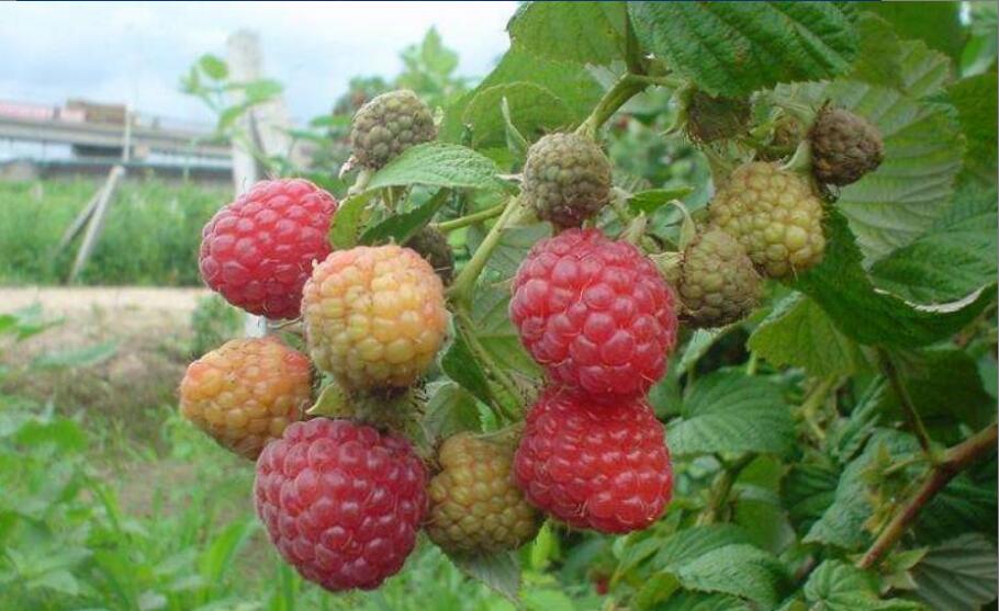 覆盆子茶的作用与功效是什么 覆盆子茶的作用与功效是什么