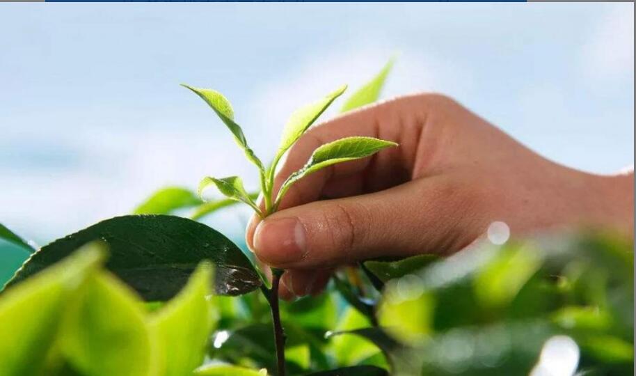 高山茶的功效与作用 高山茶的功效与作用
