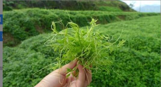 各类花草茶的功效与作用,女士养生花茶大全 各类花草茶的功效与作用,女士养生花茶大全