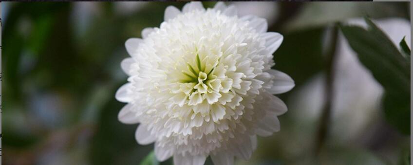 贡菊泡水喝有什么功效 贡菊泡水喝有什么功效