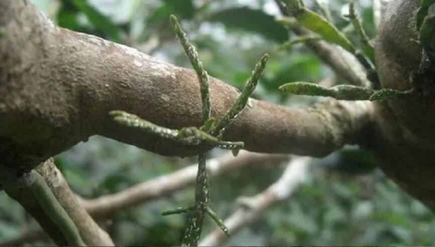 古茶树螃蟹脚的功效与作用 古茶树螃蟹脚的功效与作用