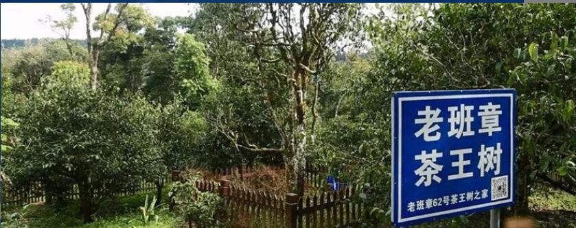 古树茶的功效与作用 古树茶的功效与作用