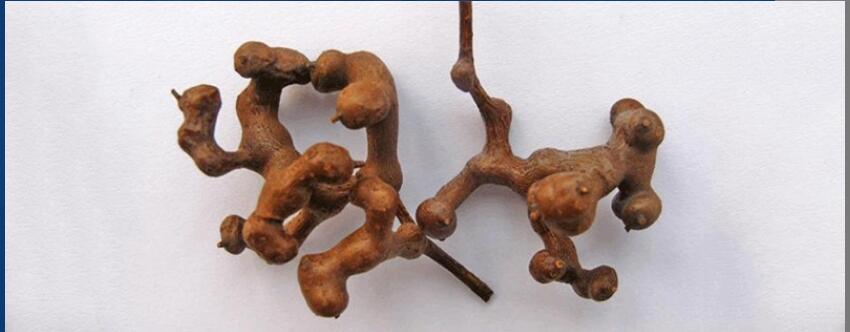 ������ô�ݲ�