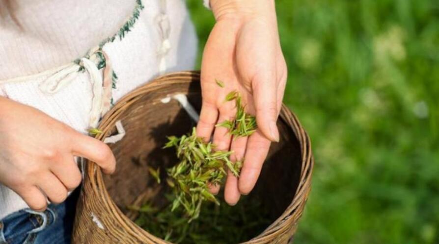 ����СҶ�ඡ��Ĺ�Ч������