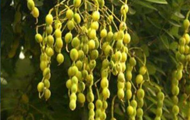 ���ǲ�Ĺ�Ч������ �Ȼ��ǲ�Ľ���