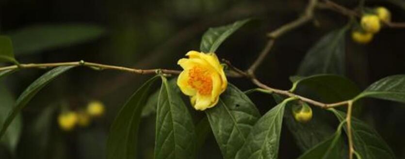 �ƽ𻨲�Ĺ�Ч������