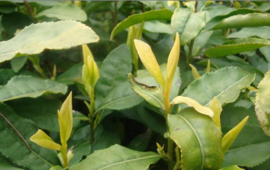 �ƽ�ѿ��Ҷ�Ĺ�Ч������