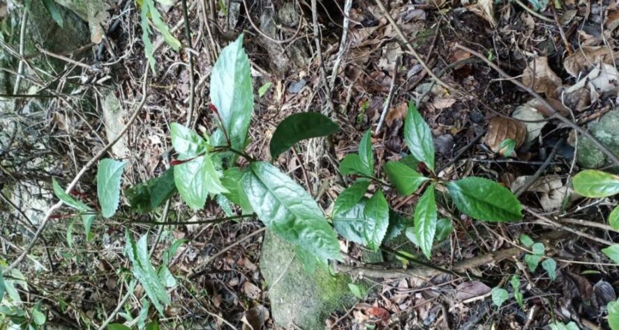 �Žڲ�Ĺ�Ч�����ý���