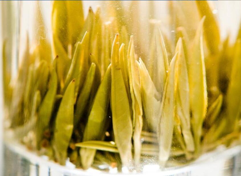 君山银针茶的功效与作用 君山银针茶的功效与作用