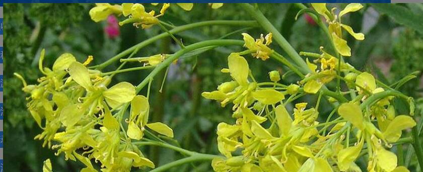 苦芥的功效与作用 苦芥的功效与作用