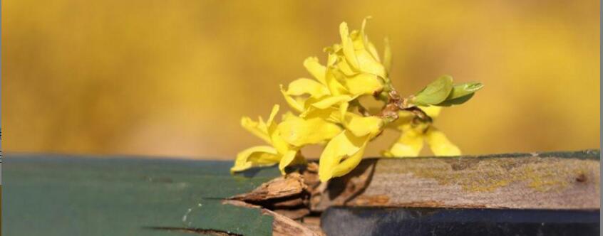 连翘花泡水喝的用处 连翘花泡水喝的用处