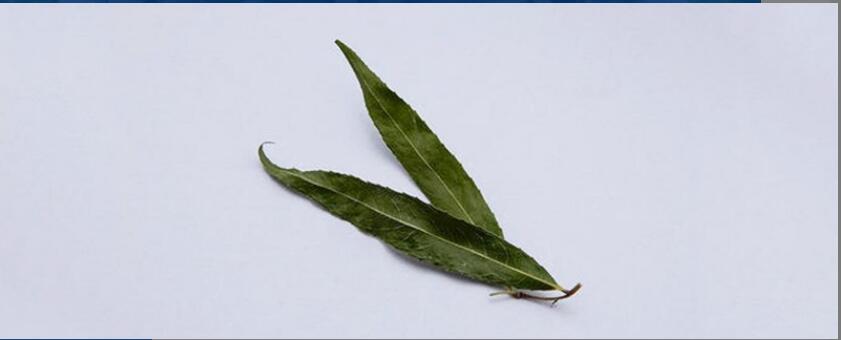 柳树叶煮水有什么功效 柳树叶煮水有什么功效