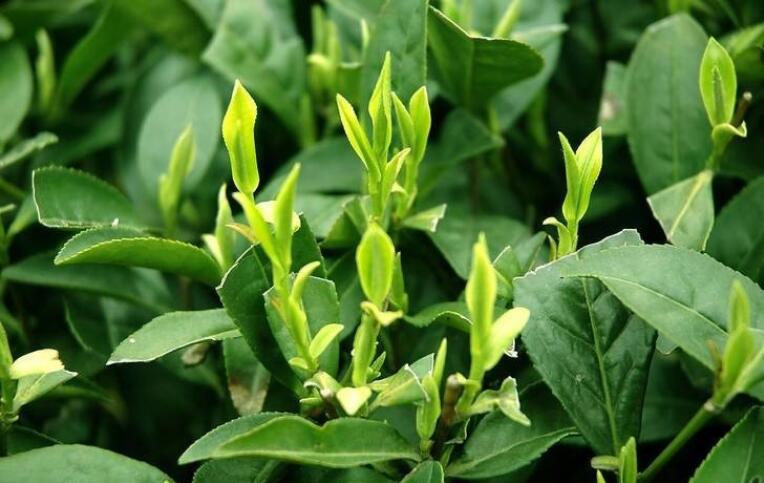 �����ʺ�ʲô���ں�