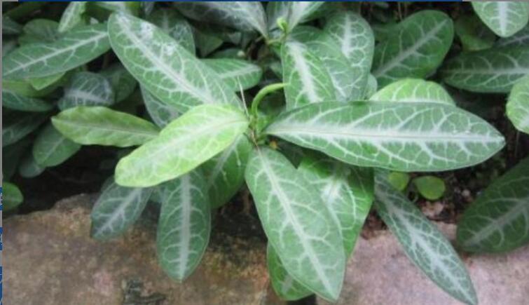 龙利叶的功效与作用及使用方法 龙利叶的功效与作用及使用方法