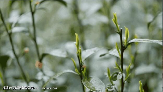 明前茶喝对身体有好处吗 明前茶喝对身体有好处吗