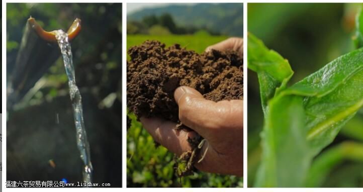 尼泊尔红茶的功效与作用 尼泊尔红茶的功效与作用