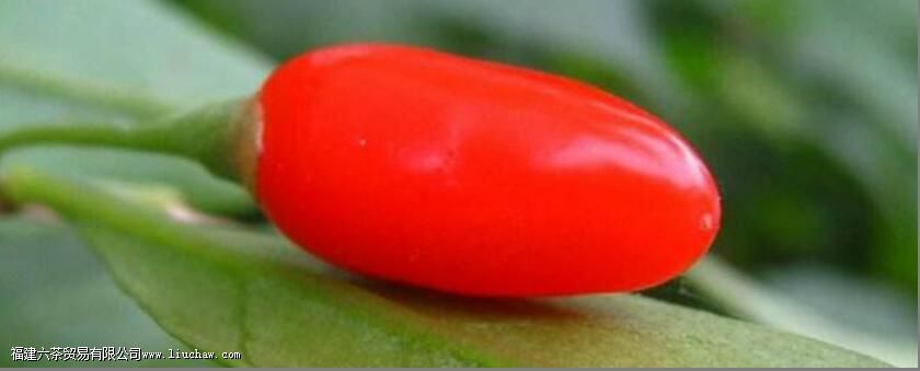 宁夏枸杞原浆的功效与作用 宁夏枸杞原浆的功效与作用