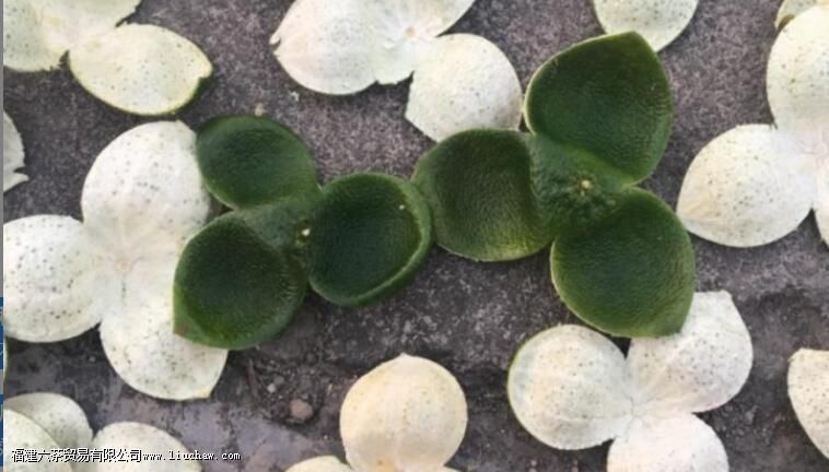 青皮搭配什么效果好 青皮搭配什么效果好