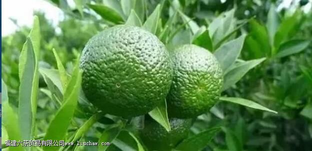 青皮搭配什么效果好 青皮搭配什么效果好