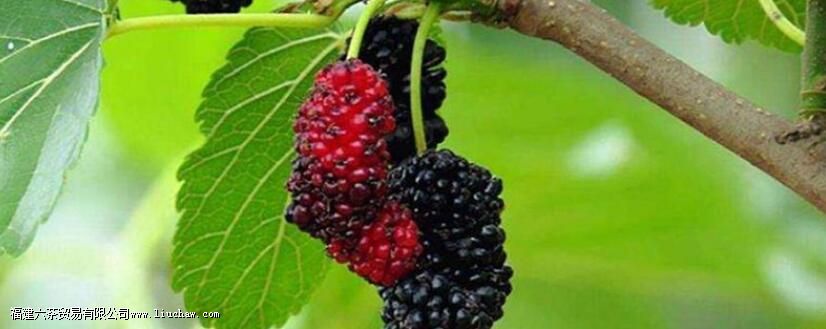 人参菊花桑葚茶的功效 人参菊花桑葚茶的功效