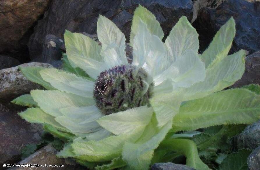 天山雪莲花茶的功效与作用及禁忌 天山雪莲花茶的功效与作用及禁忌