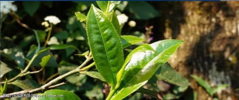 Ϊʲô�Ȳ����������������