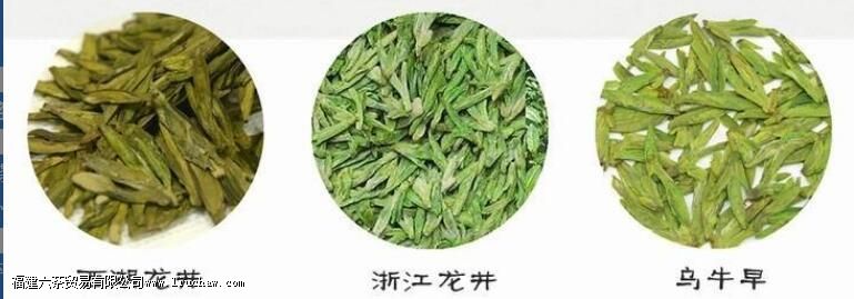 乌牛早茶的功效和作用 乌牛早茶的功效和作用