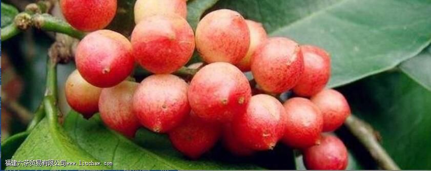 ���²�Ĺ�Ч�����ü�����