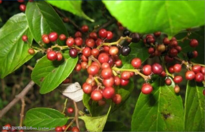 ���²�Ĺ�Ч�����ü�����