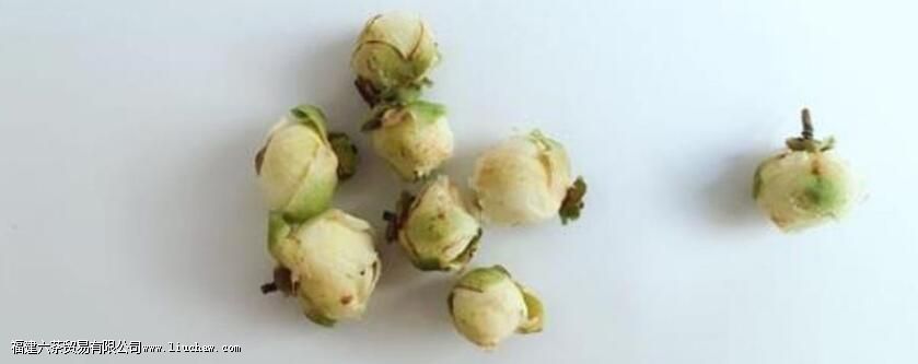 雪莲花的作用与功效怎么吃 雪莲花的作用与功效怎么吃