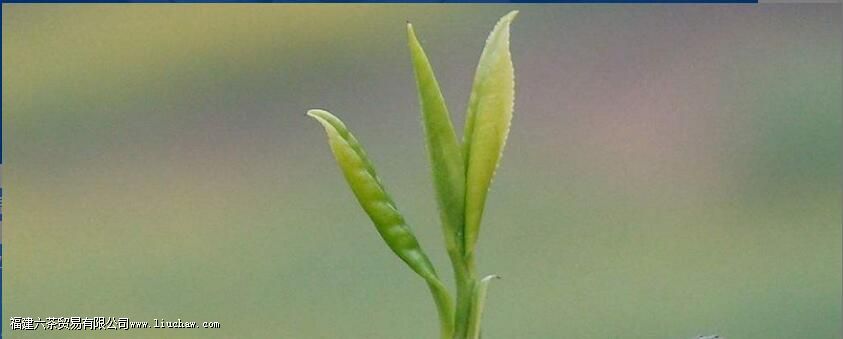 ѩˮ���̲蹦Ч������