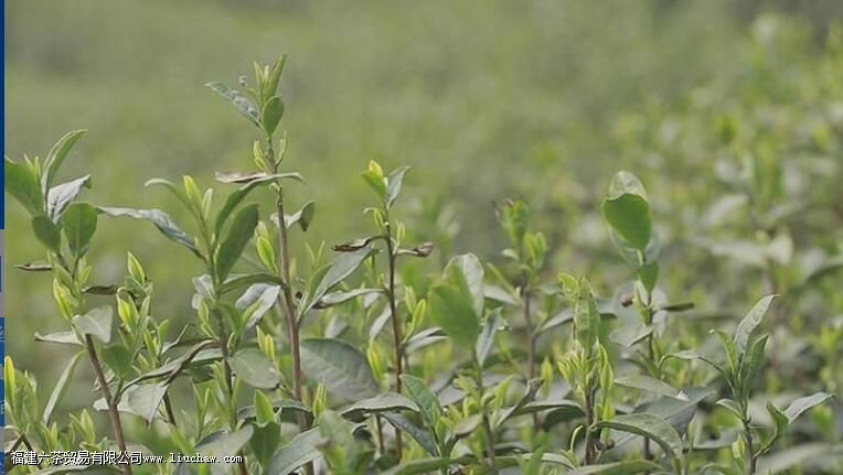 ѩˮ���̲蹦Ч������