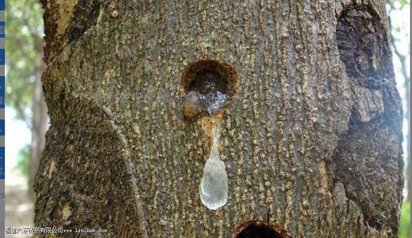 印度雪燕的功效和作用 印度雪燕的功效和作用