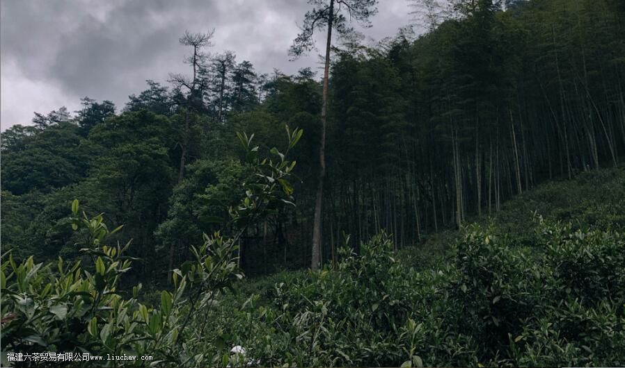 ��Ҷ����ˮ�ȵĹ�Ч������