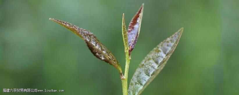 紫茶的功效和作用 紫茶的功效和作用
