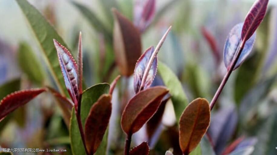 紫茶的功效和作用 紫茶的功效和作用