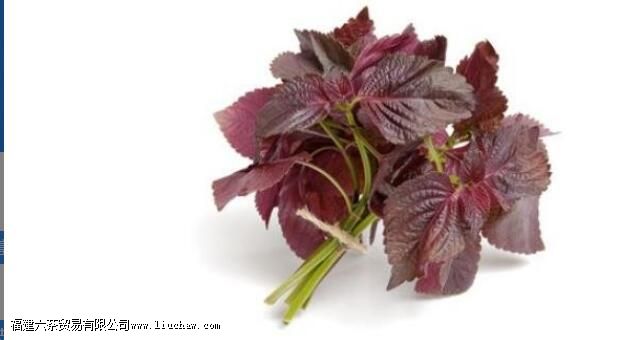 紫苏的功效与作用 紫苏的功效与作用